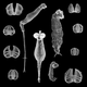 Illustration for article titled Invisible Beasts Explores the Evolutionary Biology of Imaginary Animals